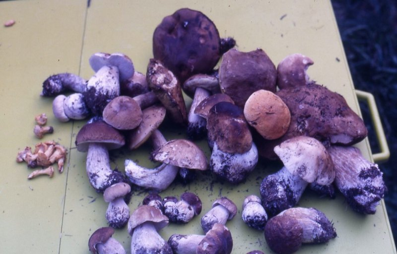 tn_funghi